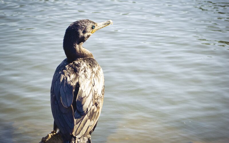 cormorant by the water