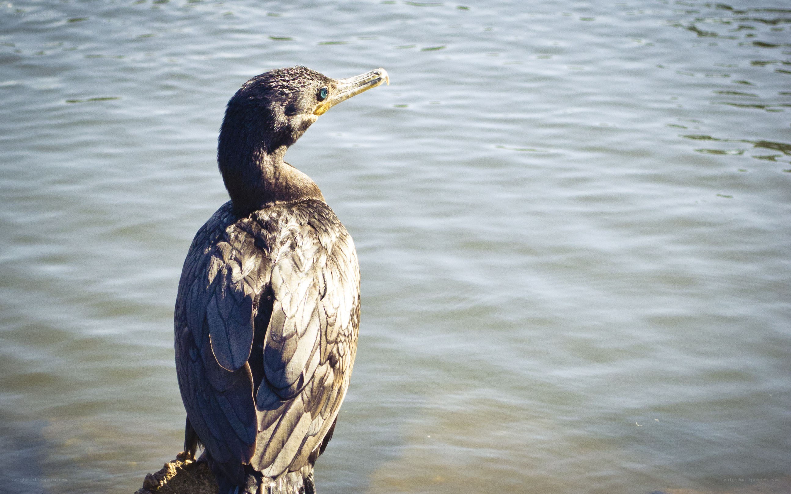 cormorant by the water