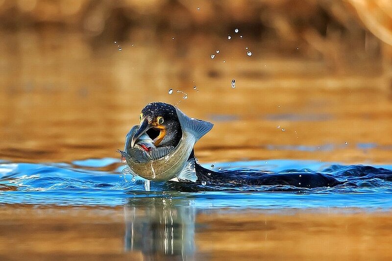 Cormorant Catching Fish