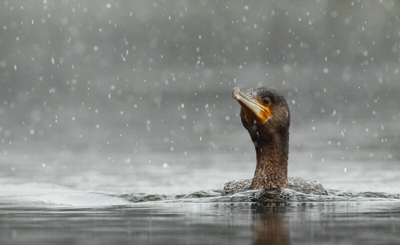 Cormorant in Rain