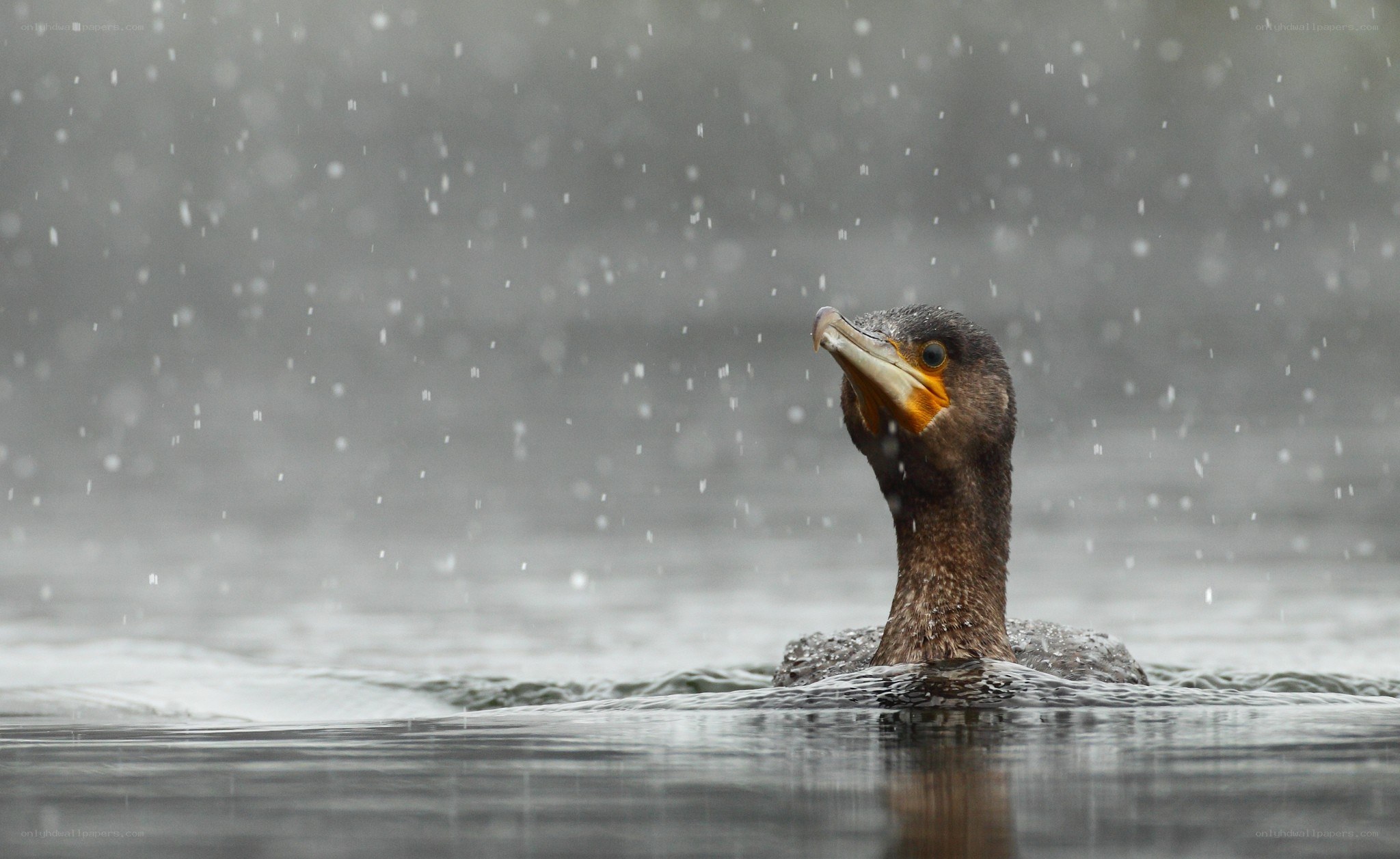 Cormorant in the rain