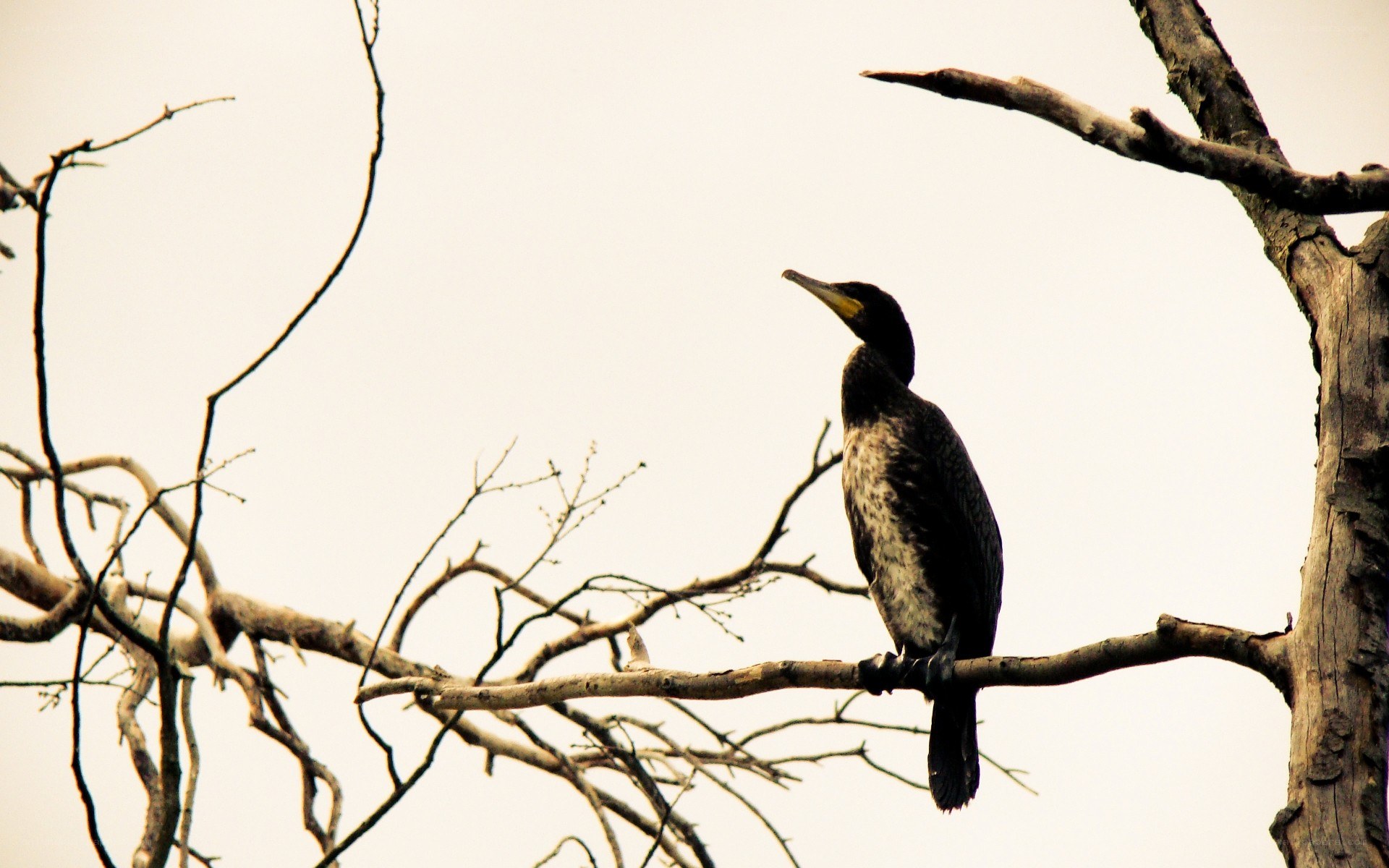 Cormorant on a bare branch