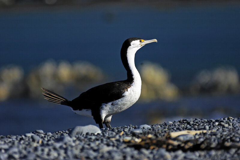 cormorant on a pebble beach