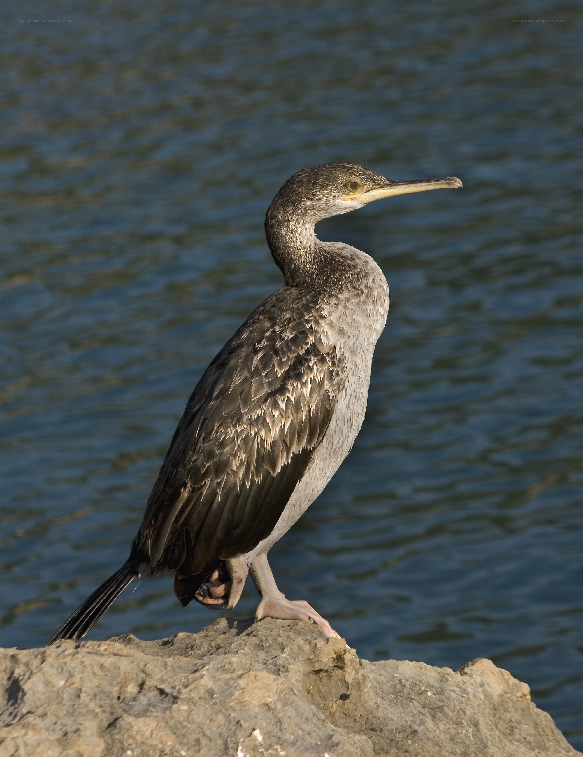 Cormorant on a rock