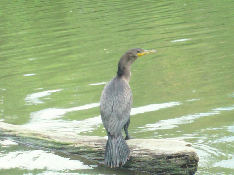 Cormorant on Log — Green