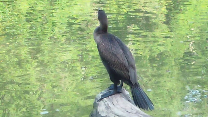 Cormorant on Log