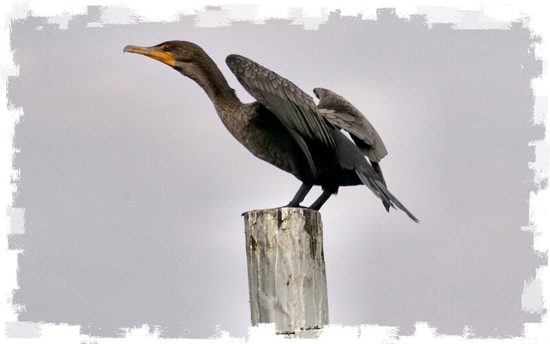 Cormorant on Post