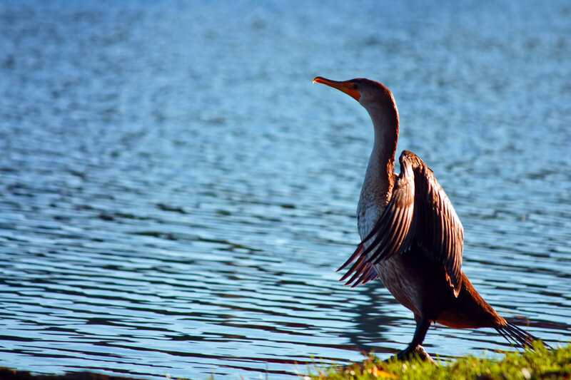 Cormorant on Shore