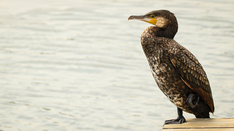 Cormorant on Wooden Dock
