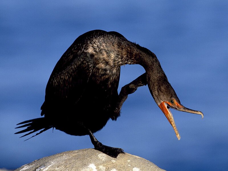Cormorant preening on rock