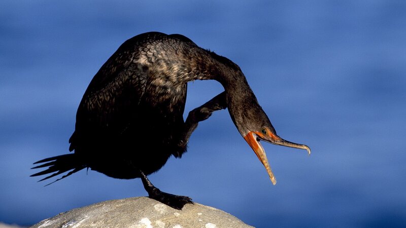 Cormorant preening on rock