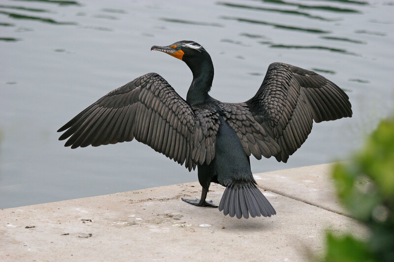 Cormorant spreading wings by water