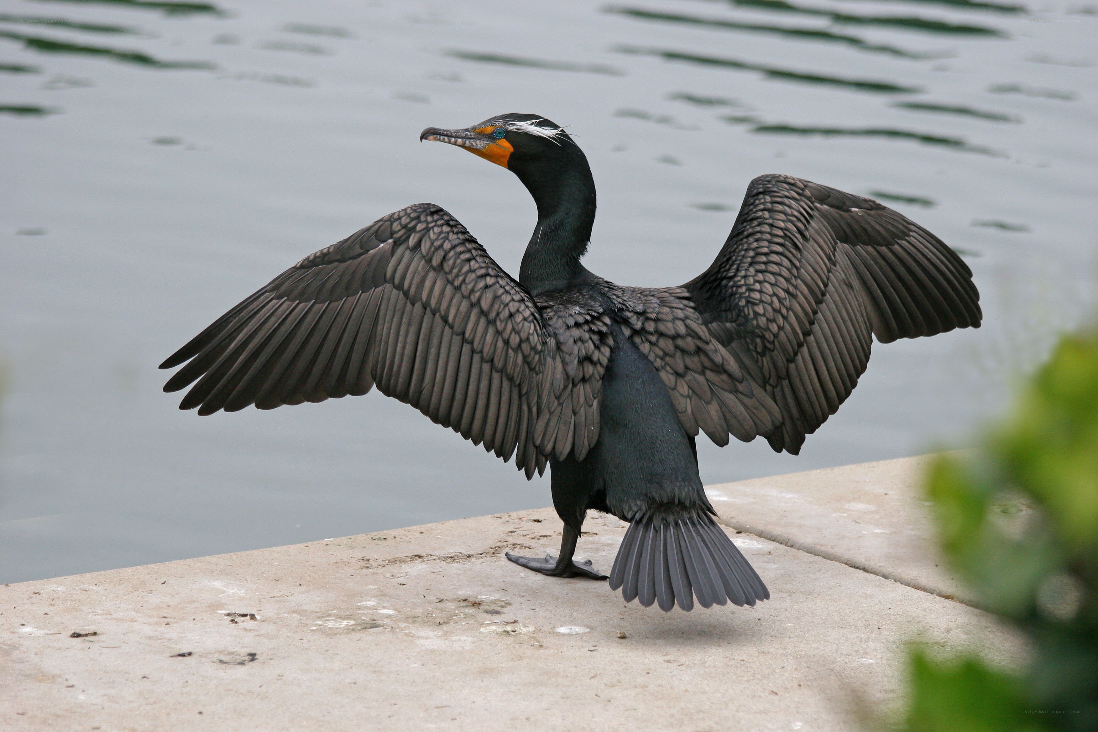 Cormorant spreading wings by water