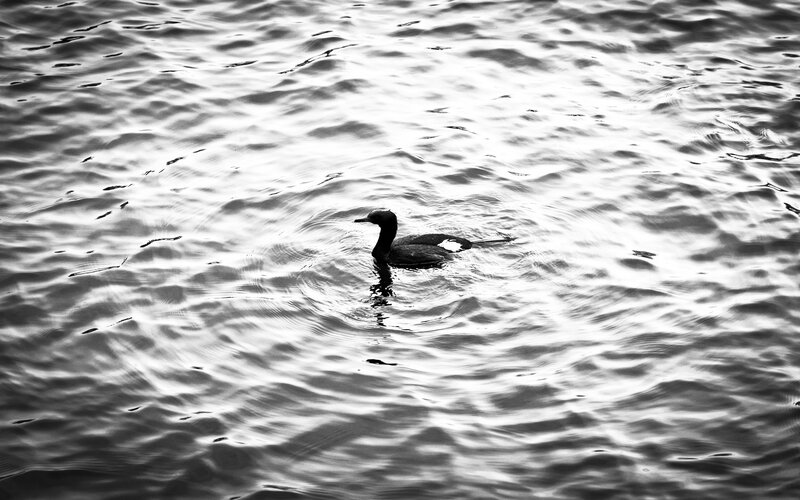Cormorant Swimming in Water