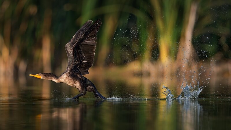 Cormorant Taking Off — Green