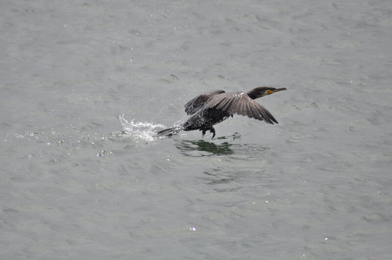 Cormorant Taking Off