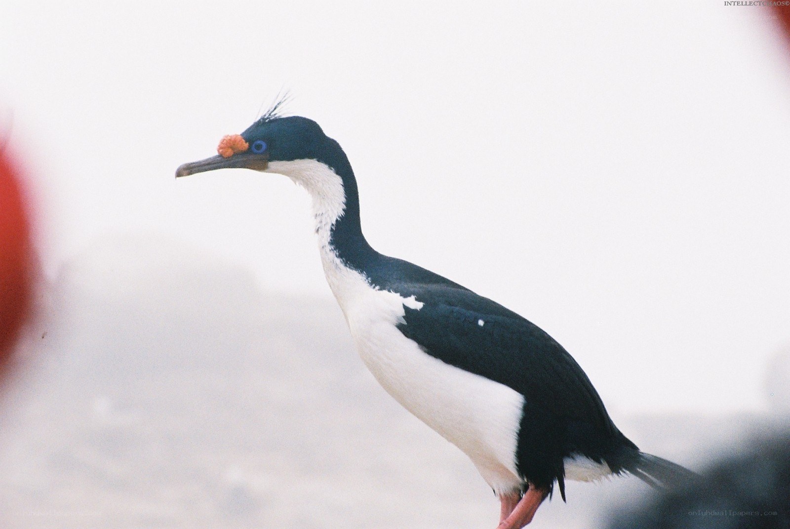 Cormorant with orange nodule