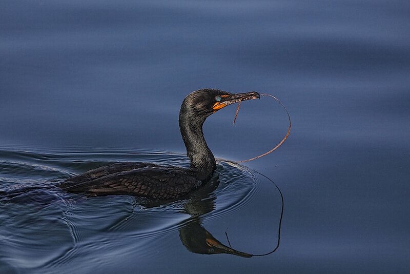 Cormorant with Twig