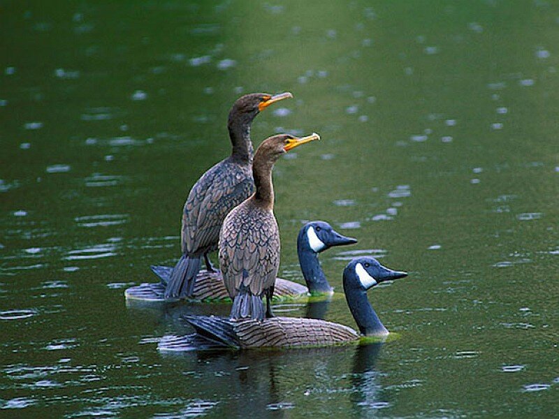 Cormorants and Geese