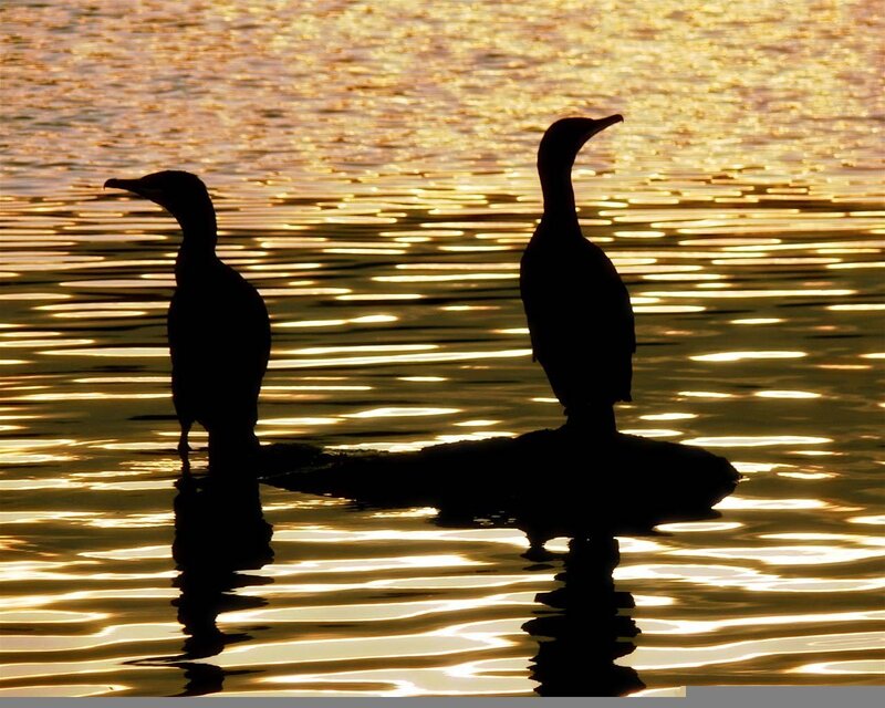 Cormorants at sunset