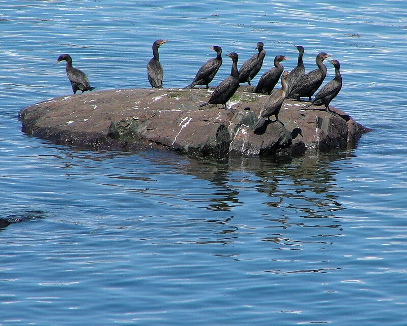 Cormorants on a rock