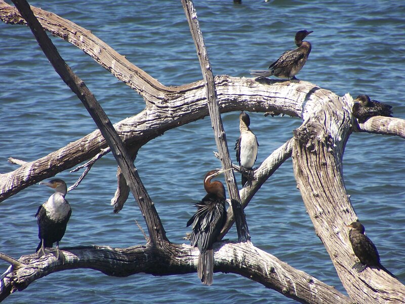 Cormorants on Driftwood