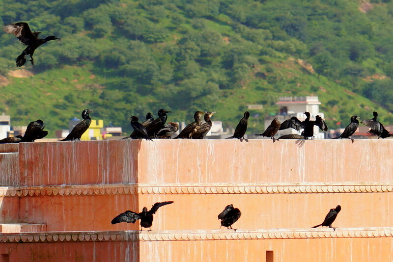 Cormorants on Wall