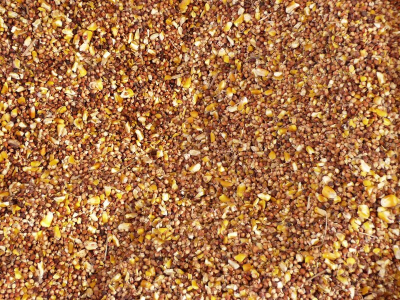 corn and grain mixture