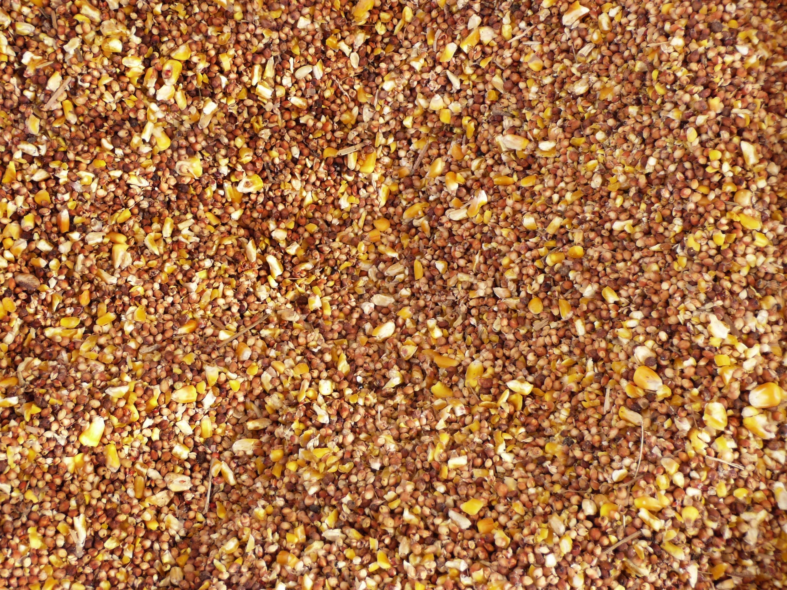 corn and grain mixture