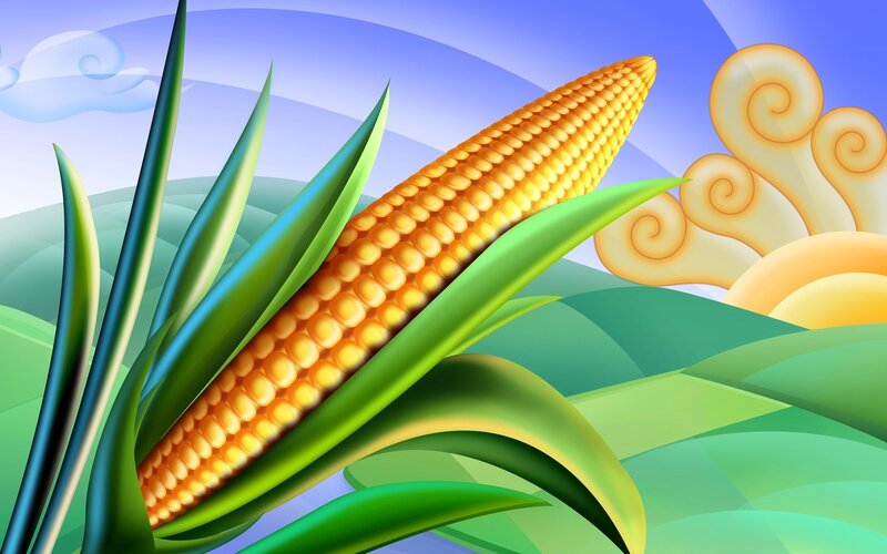 Corn Cob in Field