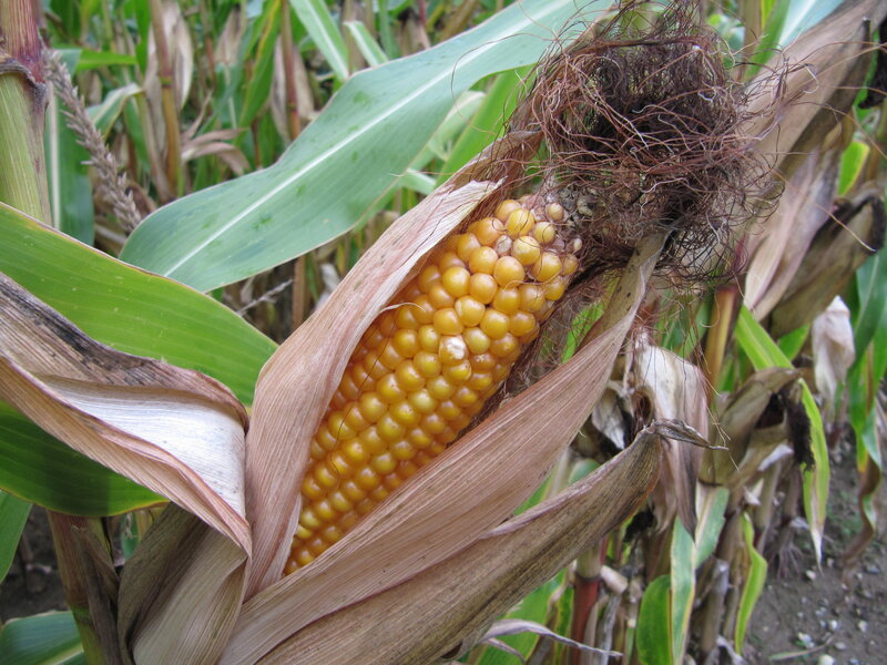 Corn Cob in Husk