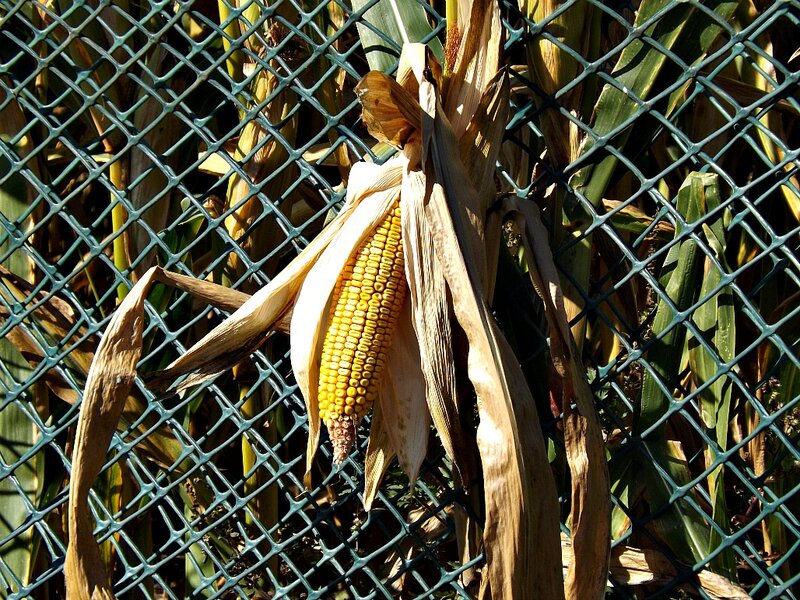 Corn Cob on Stalk