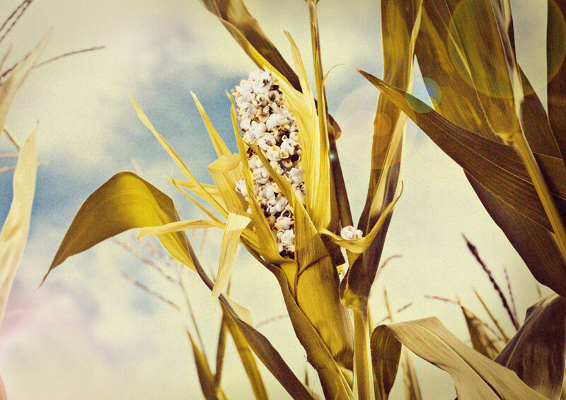 Corn cob with popcorn kernels