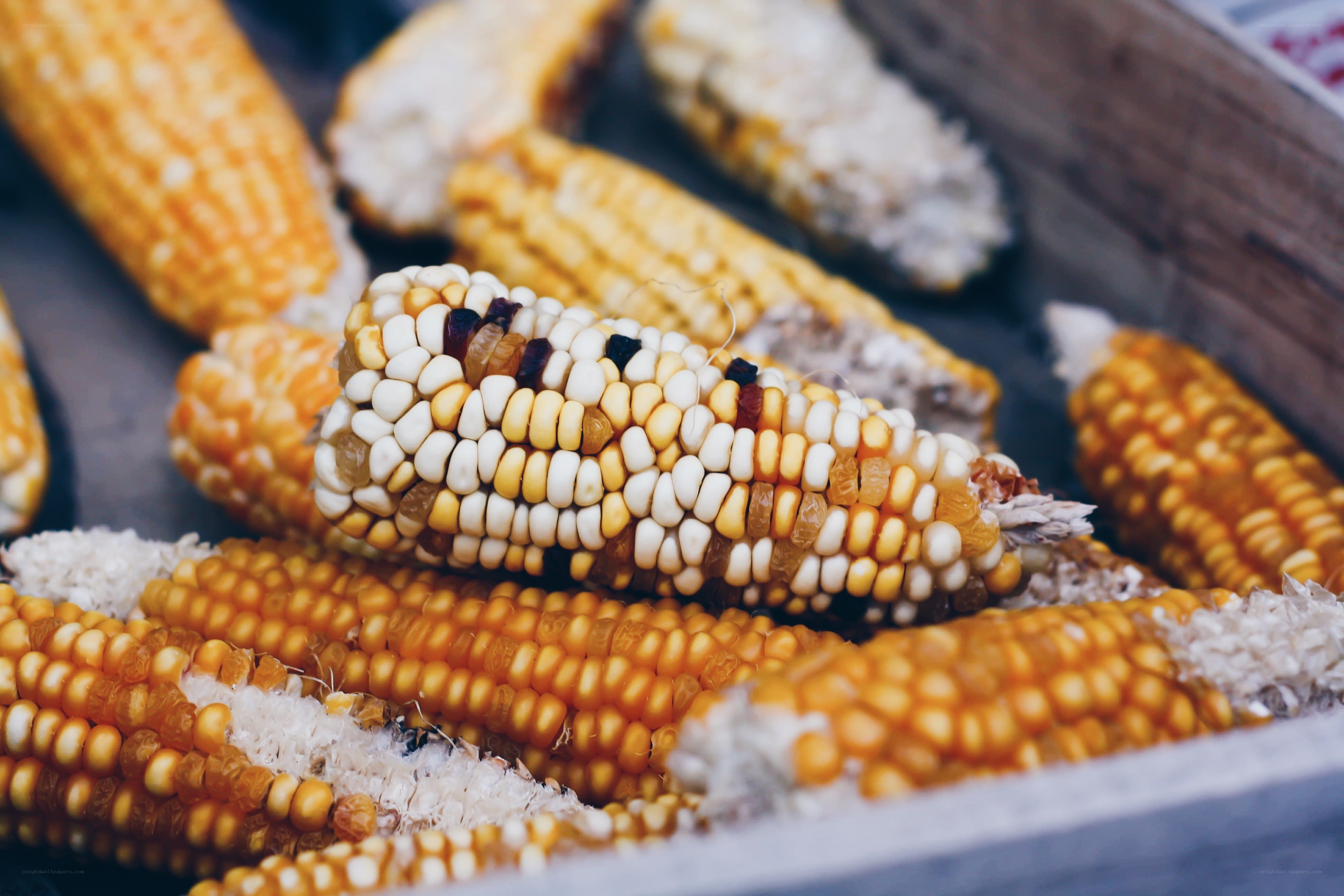 Corn cobs in a wooden box