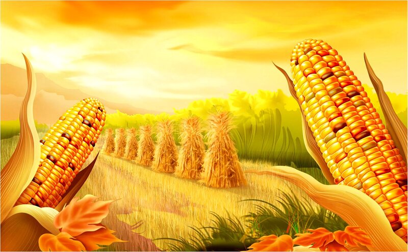 Corn Cobs in Field