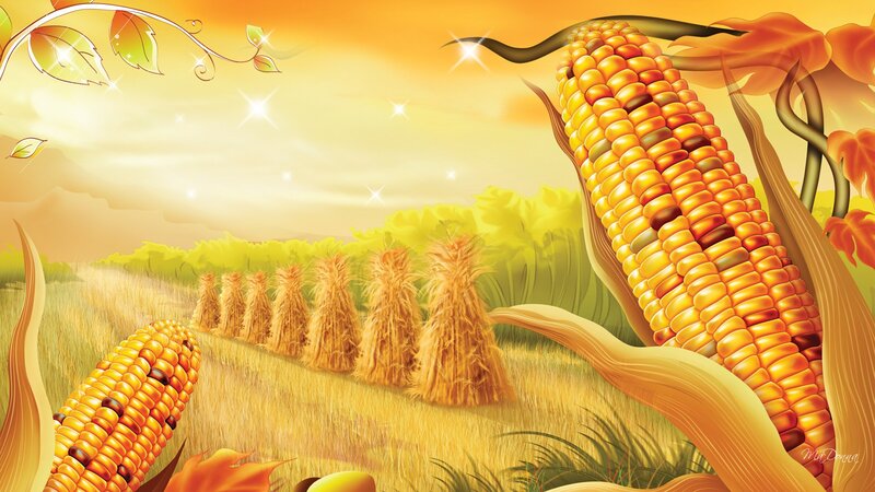 Corn Cobs in Field — Yellow, Serene