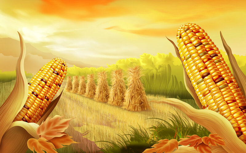 Corn Cobs in Field — Yellow