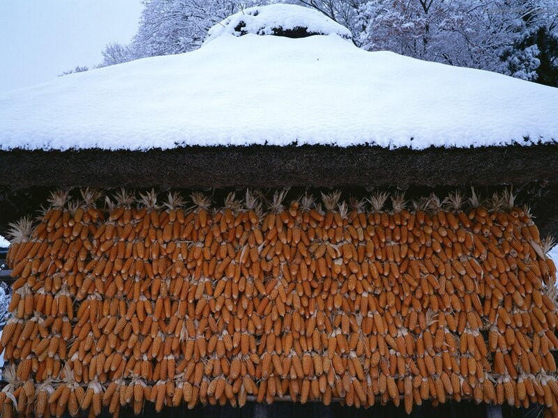 Corn drying under snow-covered roof