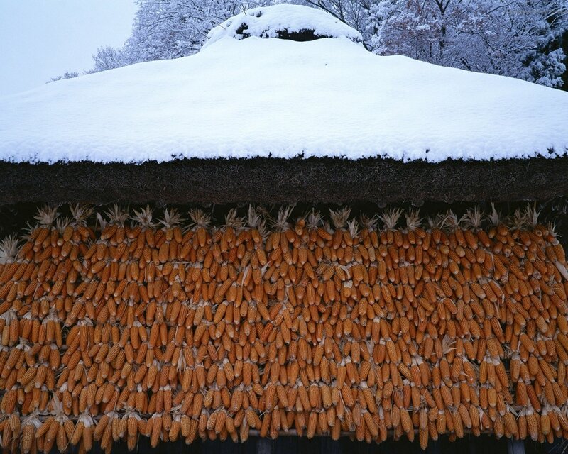 Corn drying under snow