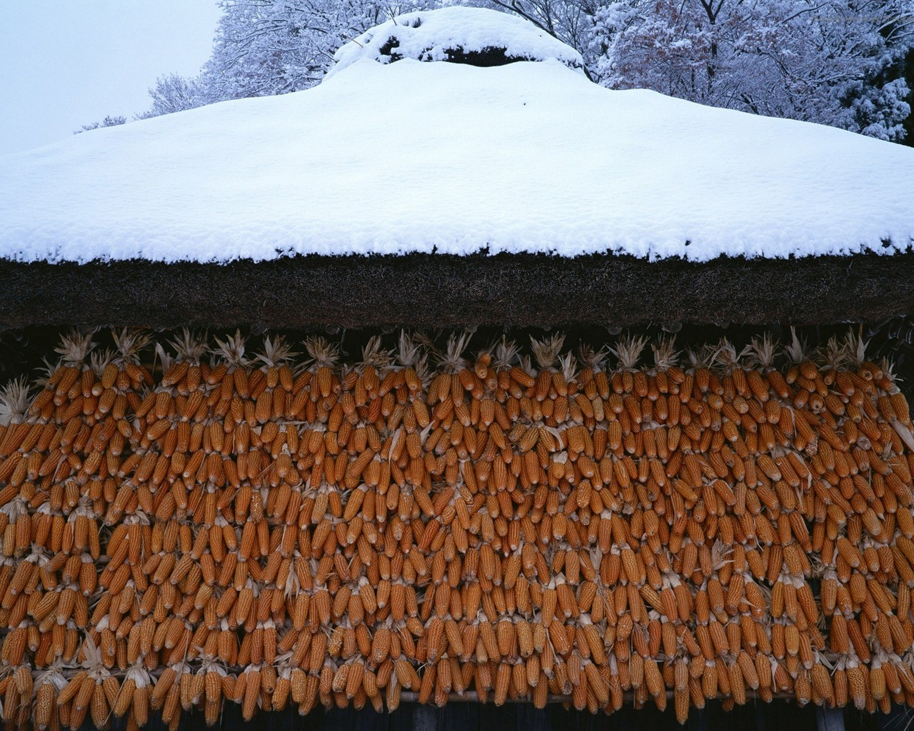 Corn drying under snow