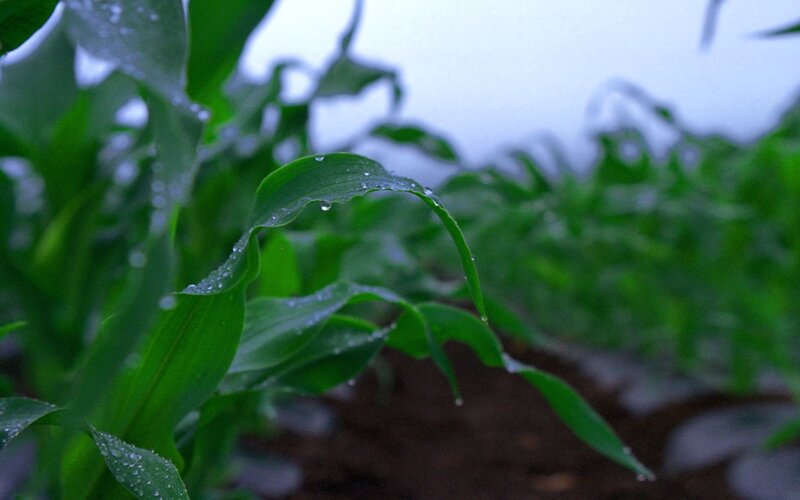 Corn leaves with raindrops