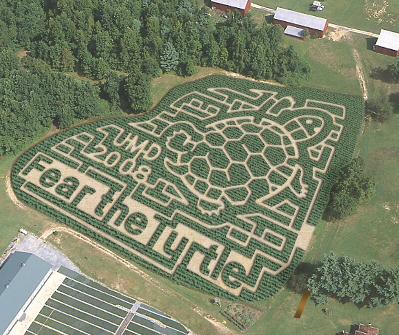 Corn maze with turtle design