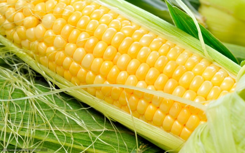 Corn on the Cob — Yellow, Fresh