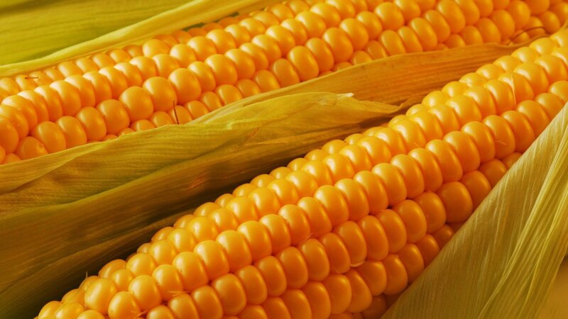 Corn on the Cob — Yellow, Natural, Photograph, Husks