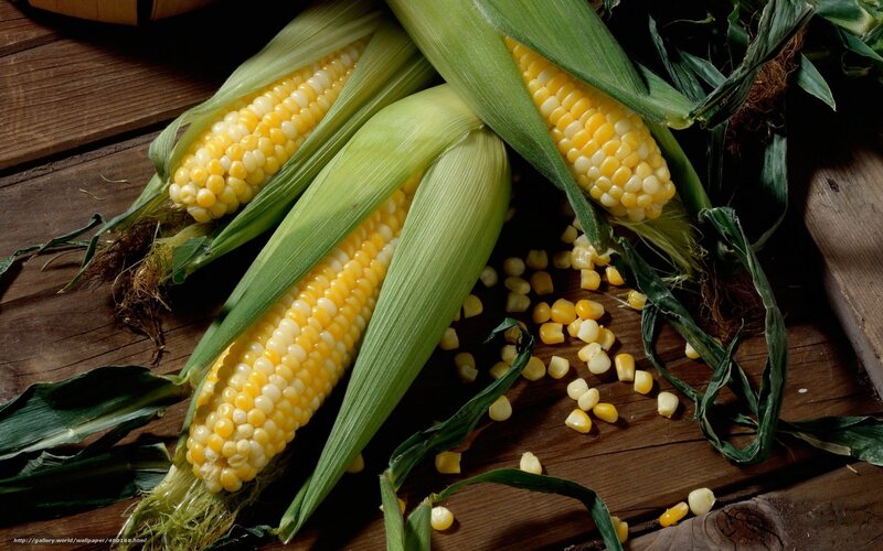 Corn on the Cob — Yellow, Natural