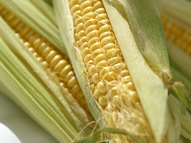 Corn on the Cob — Yellow