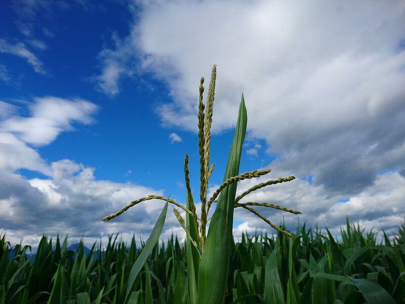 Corn Plant in Field