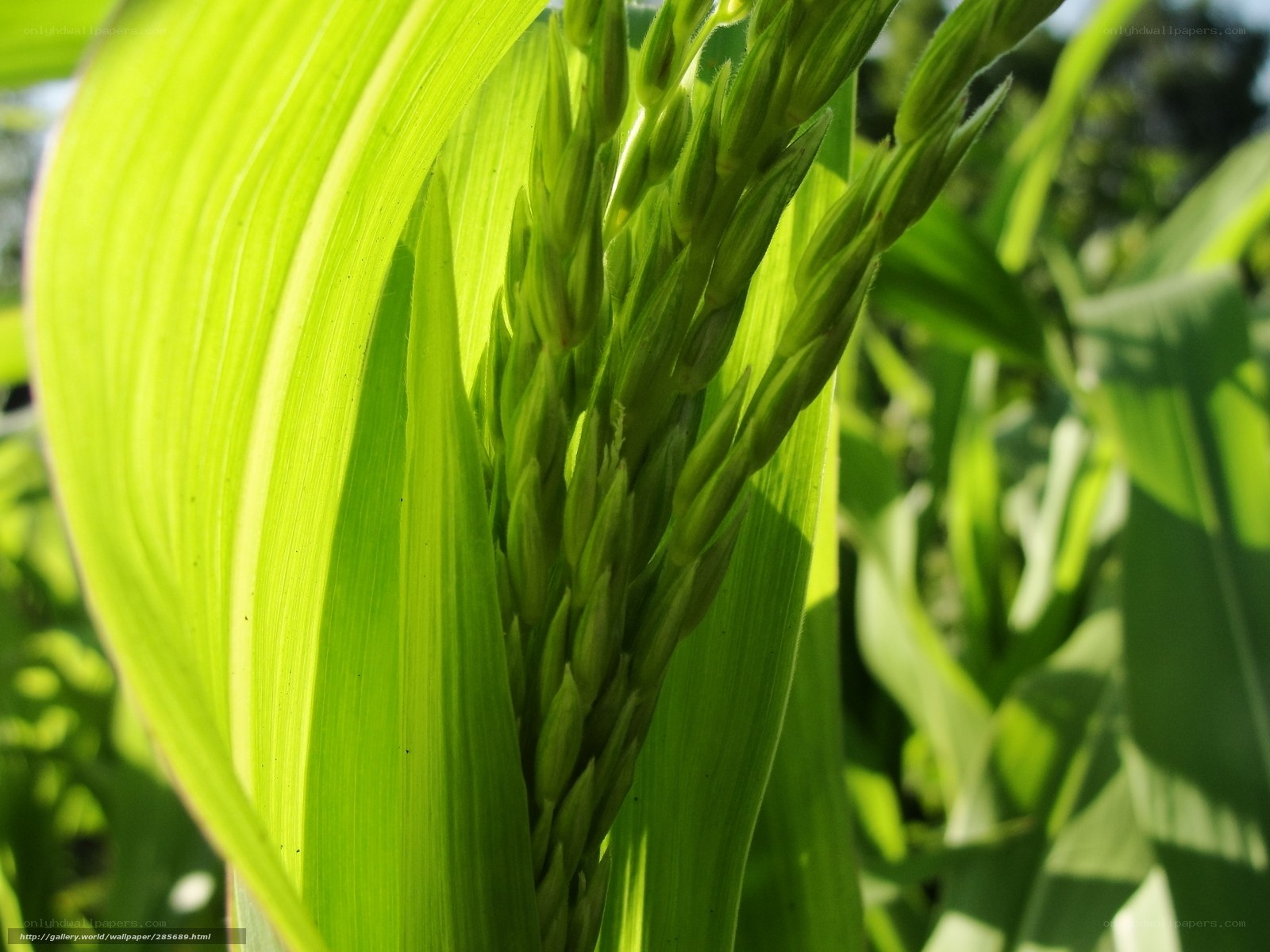 Corn plant in sunlight