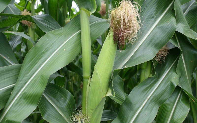 Corn plant with developing ears