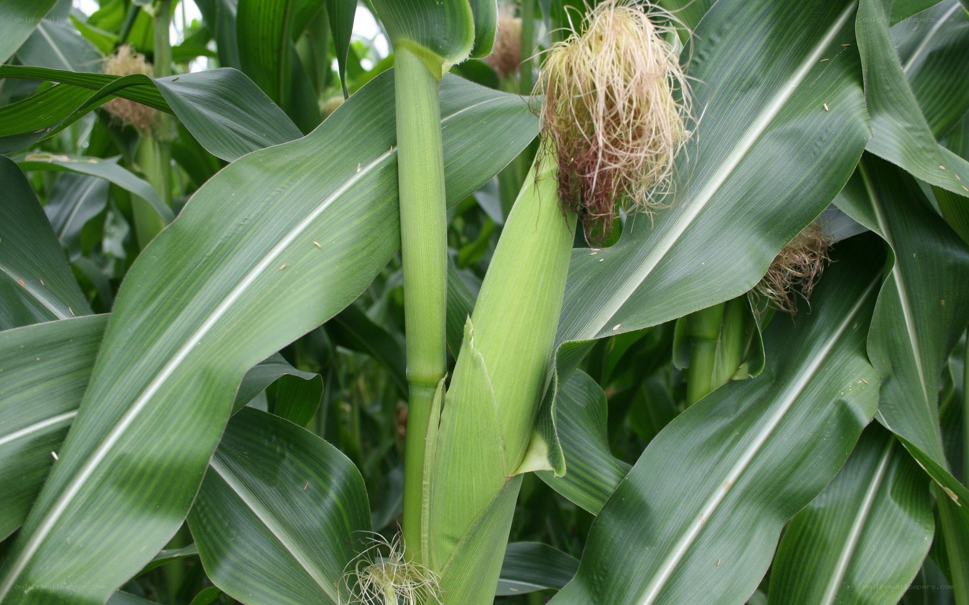 Corn plant with developing ears